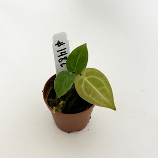 Anthurium 'Tezula Dreamweaver'/dorayaki x 'Chuck Norris' - Seedling [#1482]