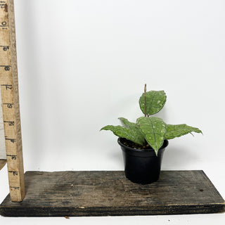 Hoya sp. Nong Nooch [#2330]