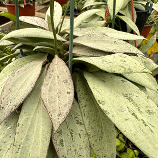 Hoya nicholsoniae 'New Guinea Ghost'