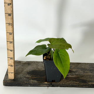Anthurium Wu papillilaminum x 'Arnold Schwarzenegger' [#1675]