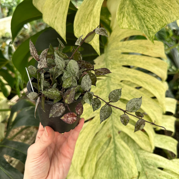 Hoya Krohniana Black Super Silver | Steve's Leaves