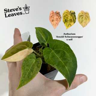 Anthurium 'Arnold Schwarzenegger' x self [#1992]