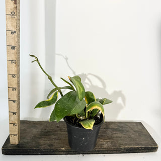 Hoya diversifolia albo-marginata [#2251]