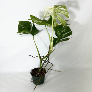 Z-4775 - Monstera deliciosa var. borsigiana albo-variegata