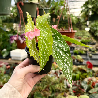 Begonia 'My Special Angel'