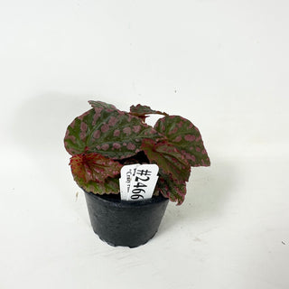 Begonia "Crazy Pink" [#2466]