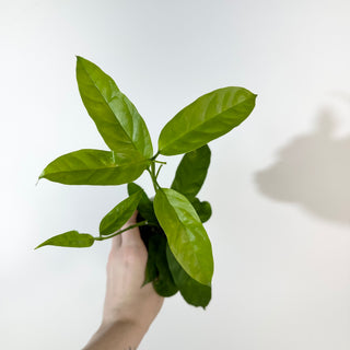 Hoya solokensis [#2177]