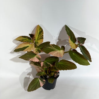 Begonia ‘Withlacoochee’ (Variegated) [#1878]