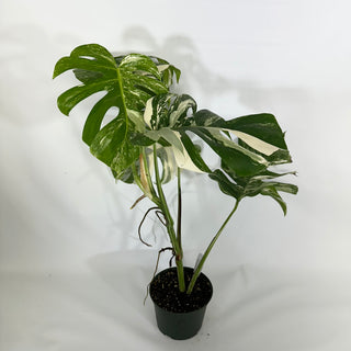 Monstera deliciosa var. borsigiana albo-variegata [#1232]