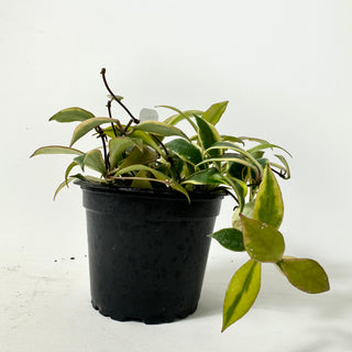 Hoya bakoensis (outer-variegated) [#2342]