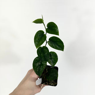 Z-4648 - Scindapsus pictus 'Black Mamba'