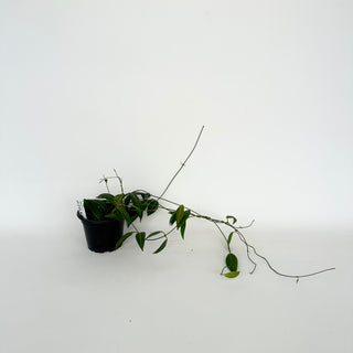 Dischidia lancifolia [#2034]
