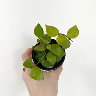 Hoya 'Chubby Bunny' (RHI 402) [#1788]