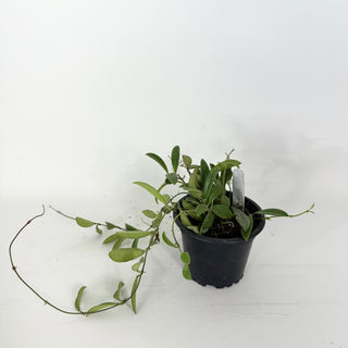 Hoya parviflora [#2369]