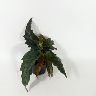 Begonia 'Peppermint Princess' [#2049]