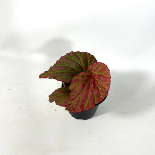Begonia "Crazy Pink" [#2173]
