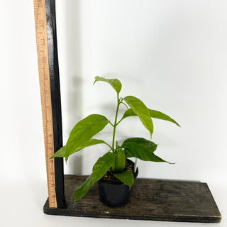 Hoya solokensis [#2167]