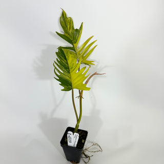 Z-4319 - Philodendron 'Florida Beauty' x tortum **NEW Release**