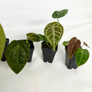 Anthurium "Bench Hybrid"