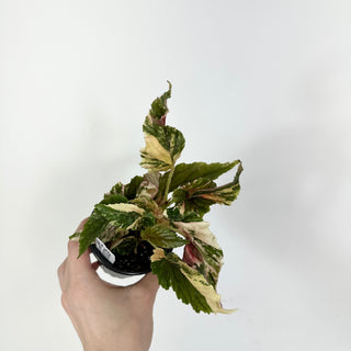 Begonia 'Ginny Galaxy' [#2111]