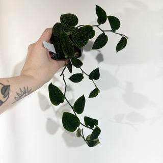 Z-4897 - Scindapsus pictus "Green Form" (Hassk)