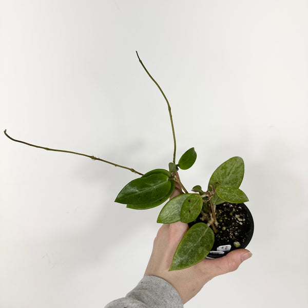 Hoya 'Rime' (splash) [#2152] – Steve's Leaves