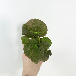 Begonia U538 [#2128]