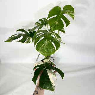Monstera deliciosa var. borsigiana albo-variegata [#1489]