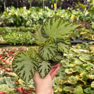 Begonia 'Silver Jewel'