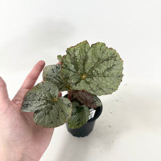 Begonia 'Steve's Leaves Saxon's Dream' [#1927]