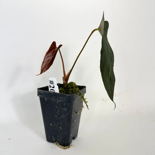 Anthurium indo portillae x papillilaminum SL #1 [#2081]