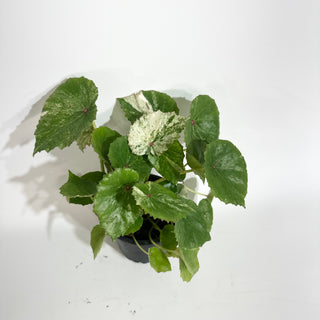 Begonia conchifolia var. rubrimacula variegata [#2020]
