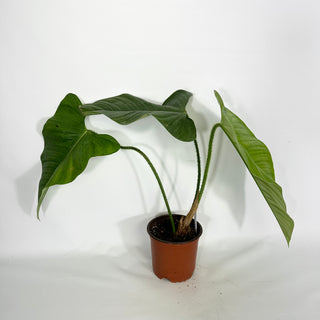 Philodendron genevievianum (Non-TC) [#1458]