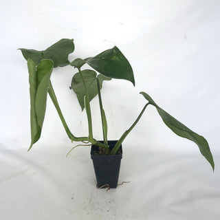 Syngonium chiapense - 3.5" Pot (reverted variegated)