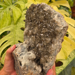 Hand holding a large smokey quartz on rock with green leaves in the background
