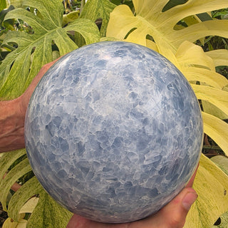 Hand holding a blue calcite sphere with green leaves in the background