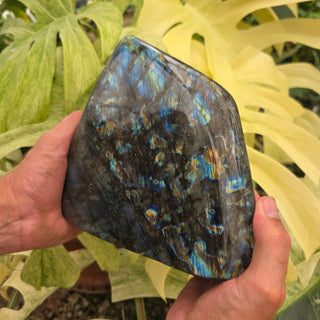 Hand holding a polished labradorite stone with a colorful pattern against a green leafy background