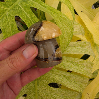 Septarian Mushroom (7.34 oz _ SL-446)
