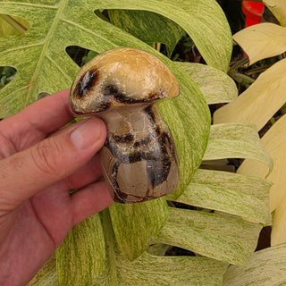 Septarian Mushroom (13.71 oz _ SL-460)