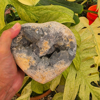 Celestite Geode (8.2 lbs _ S-494)