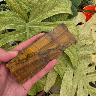 Tiger's Eye Slice (7.92 oz _ SL-501)