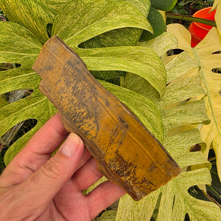 Tiger's Eye Slice (6.57 oz _ SL-502)