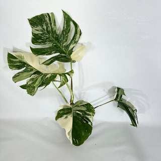 Z-4326 - Monstera deliciosa var. borsigiana albo-variegata