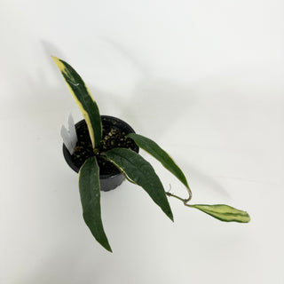 Hoya sulawesiana albo marginata [#2202]