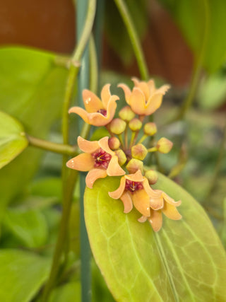 Hoya cominsii
