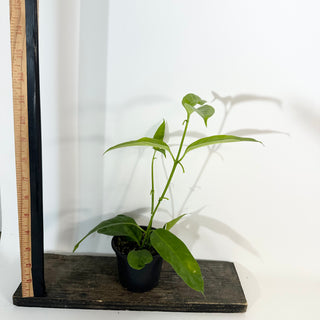 Hoya solokensis [#2177]