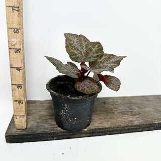 Begonia 'Robin' [#1942]