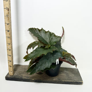 Begonia 'Peppermint Princess' [#2088]