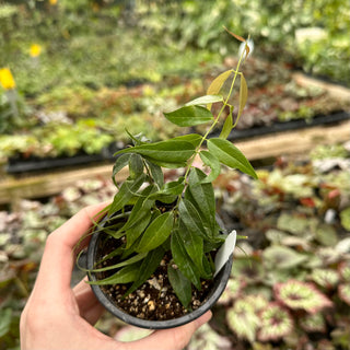 Hoya leucantha