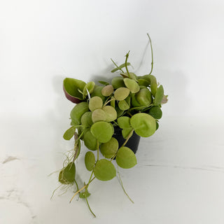 Dischidia vidalii [#2149]